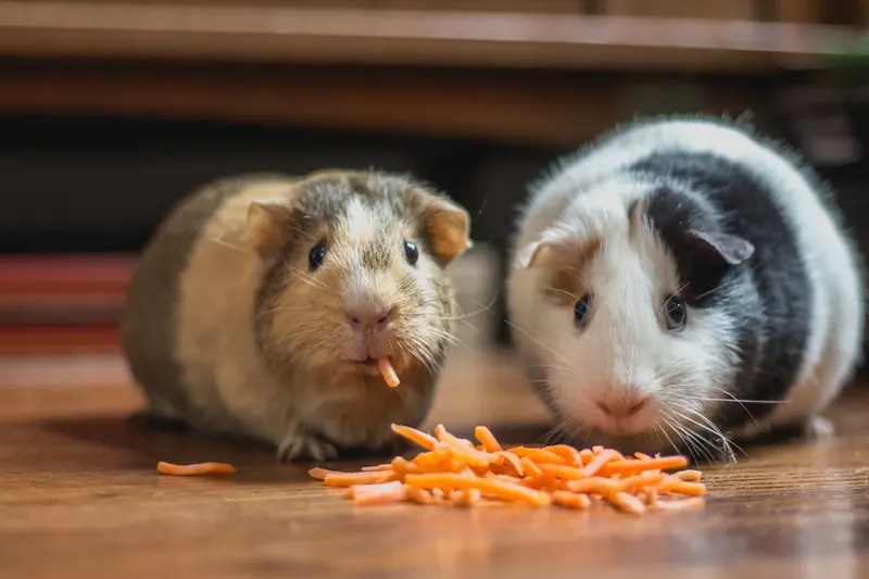 Mascotas pequeñas en casa.
